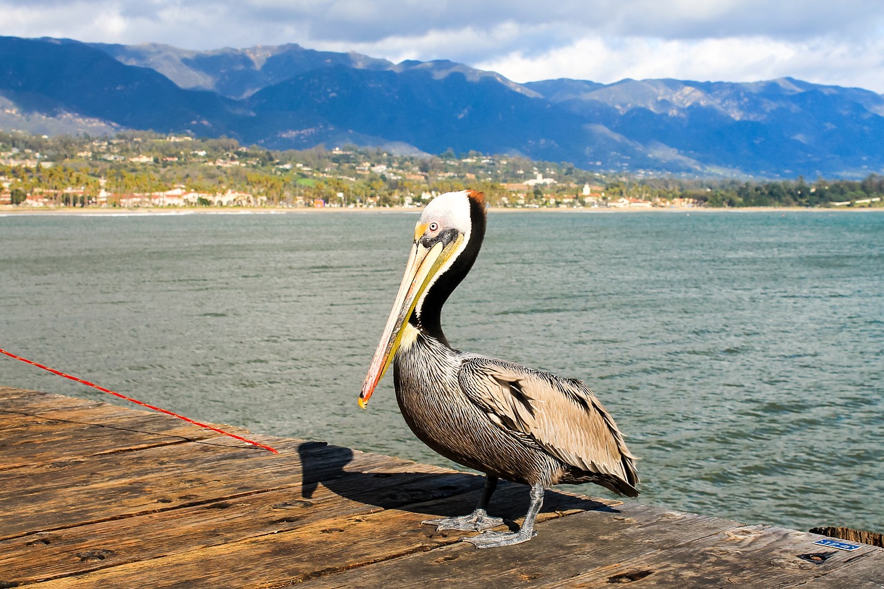 Pelican, Santa Barbara, California