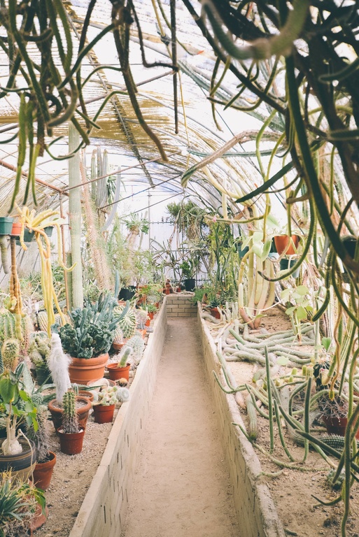 Cactus botanical greenhouse