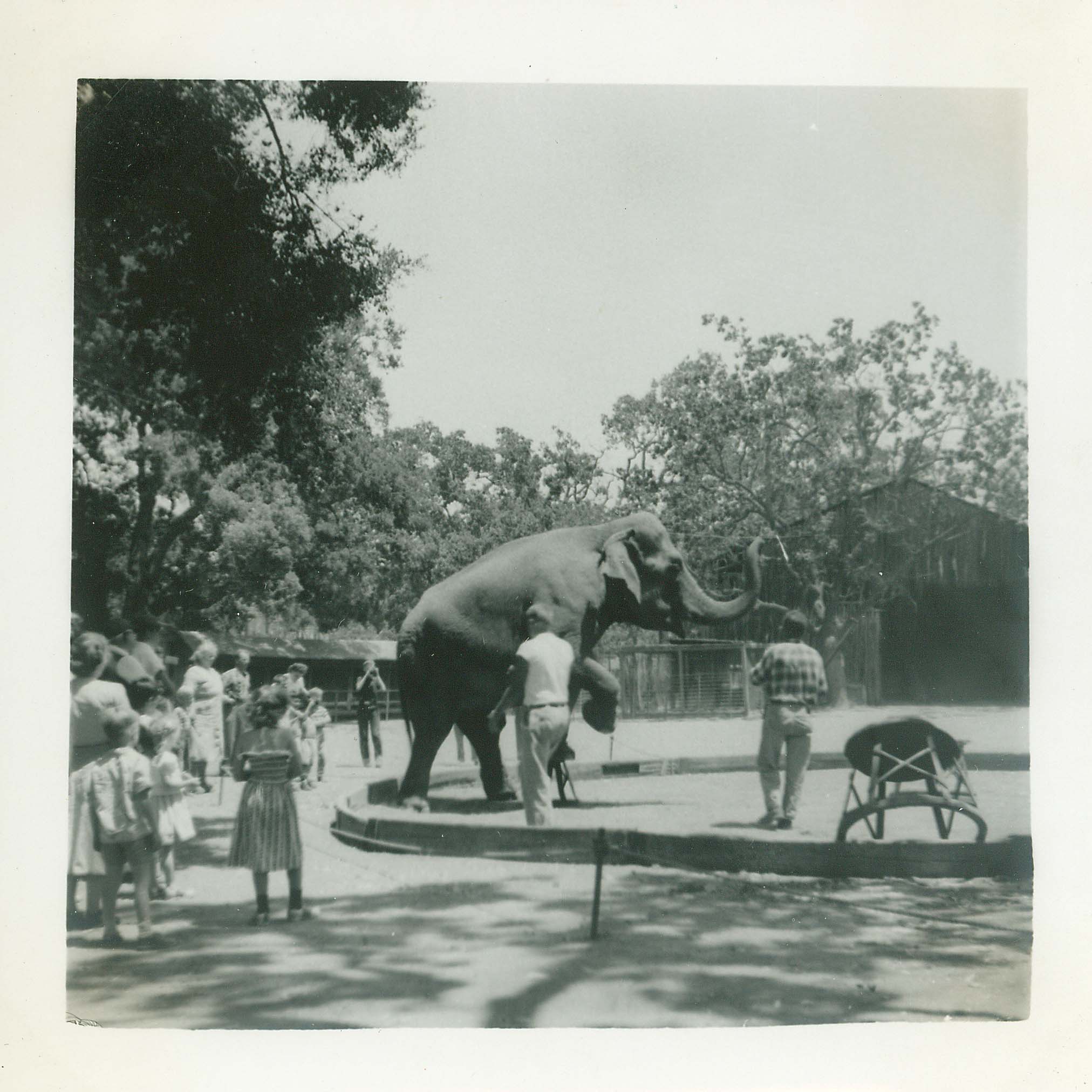 Elephants performing at Jungleland