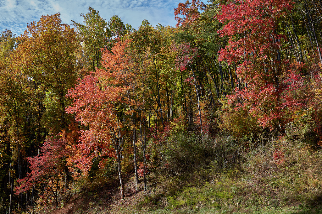 Great Smoky Mountains Fall Leaves