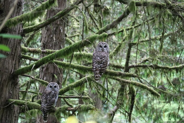 Owl Portland Oregon