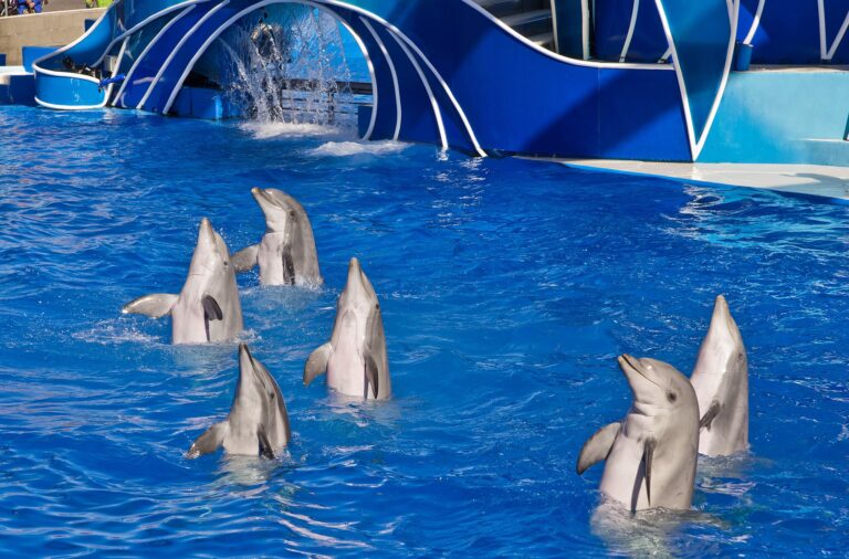 SeaWorld San Diego Dolphins