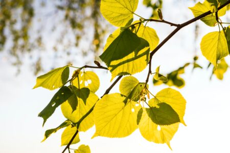 Tree Leaves