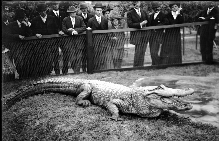 Amusement Parks You Didn’t Know Existed An alligator in its pen at feeding time.